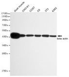 Anti-β-Actin Mouse mAb  200068-8F10