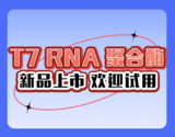 T7RNA聚合酶