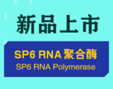 SP6RNA聚合酶